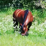 Reitanlage Baerenz *
