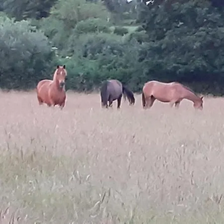 Lejlighed Reitanlage Baerenz Selk