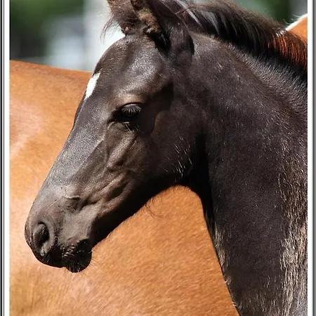 Reitanlage Baerenz