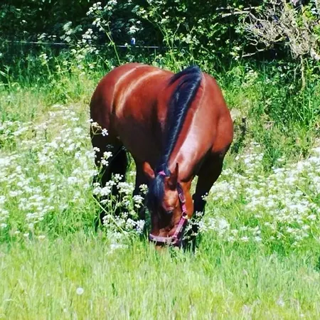 Reitanlage Baerenz *
